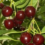 Саженец Вишня Чернокорка